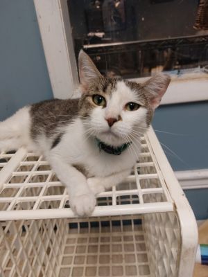 KL Gizmo, Young Female Domestic Short Hair