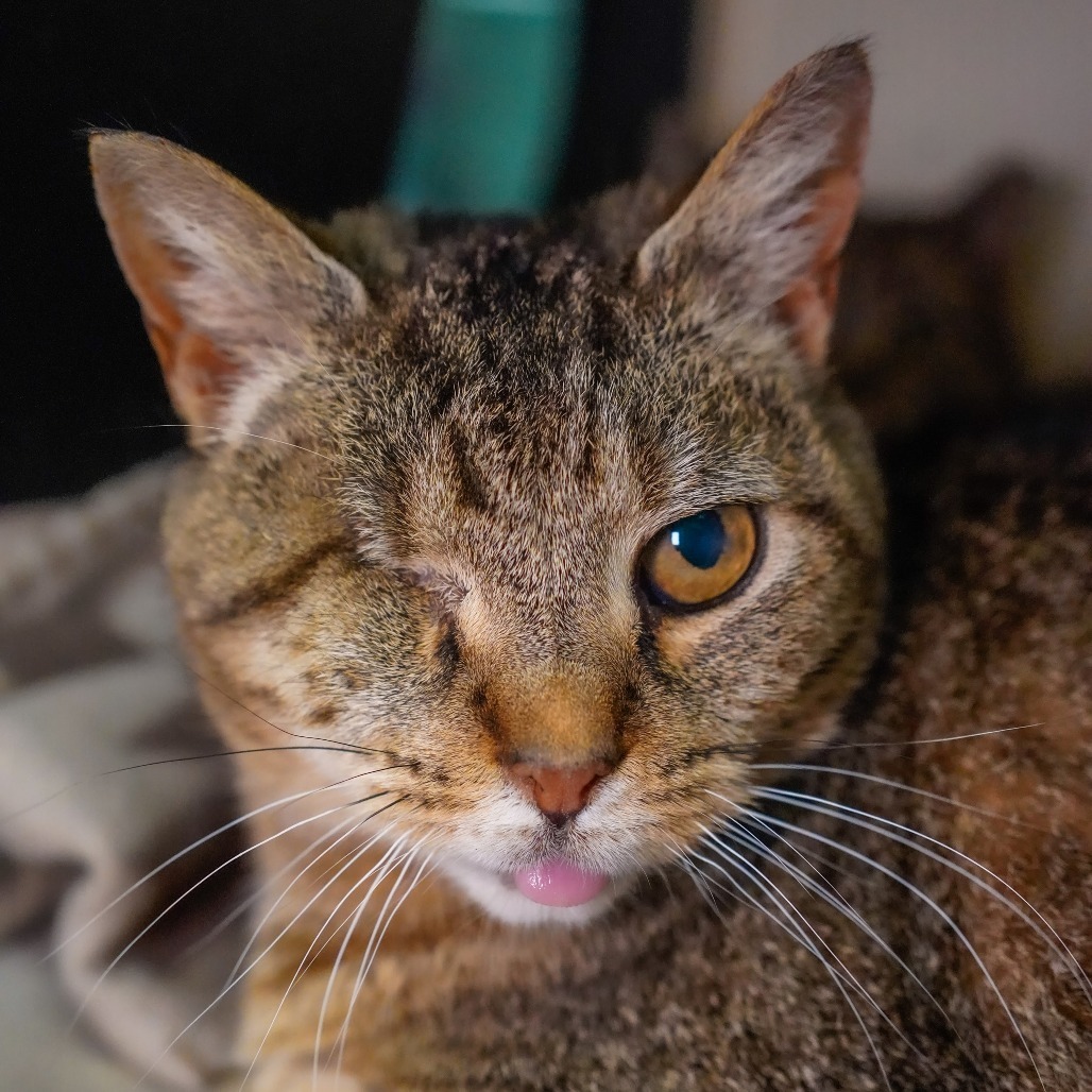 Wink