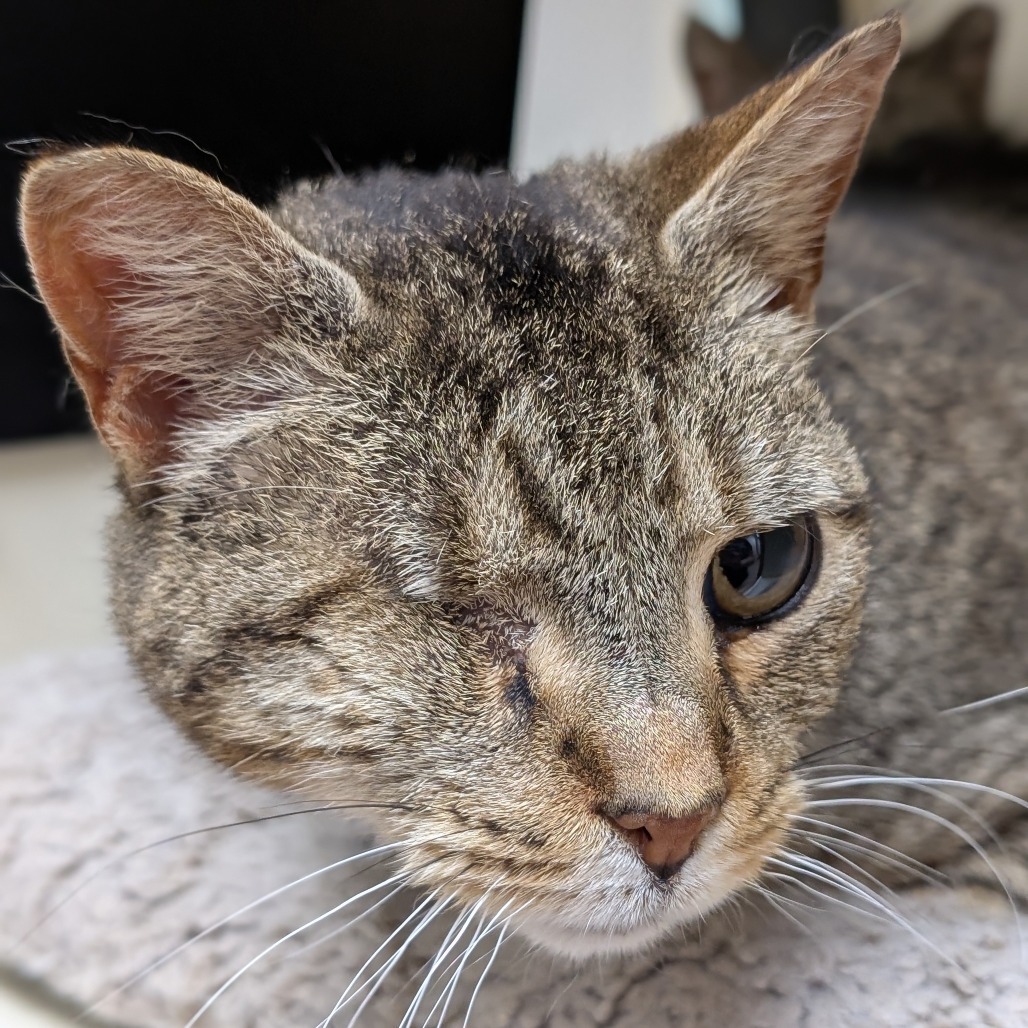 Wink, an adoptable Domestic Short Hair in Thomaston, ME, 04861 | Photo Image 2