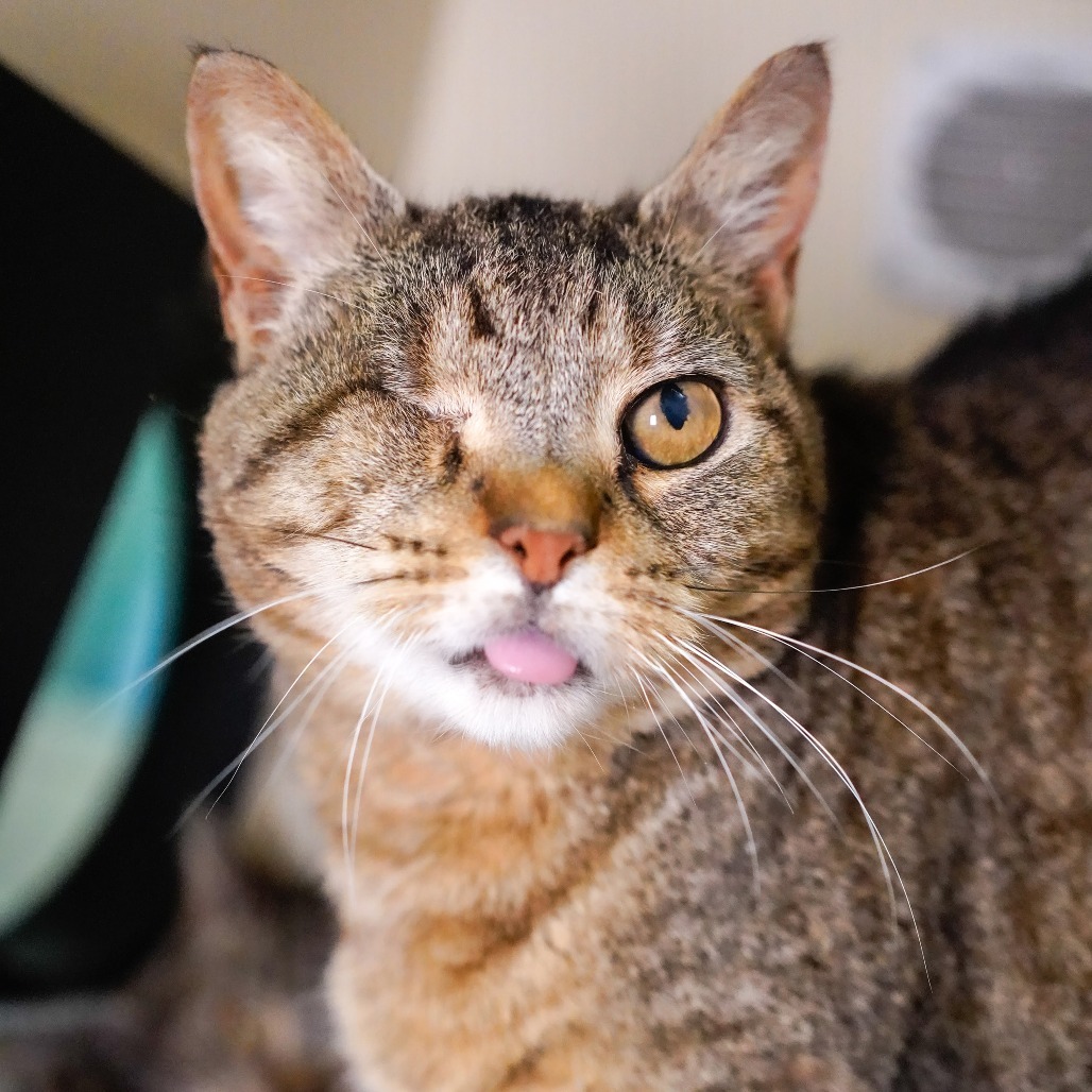 Wink, an adoptable Domestic Short Hair in Thomaston, ME, 04861 | Photo Image 3