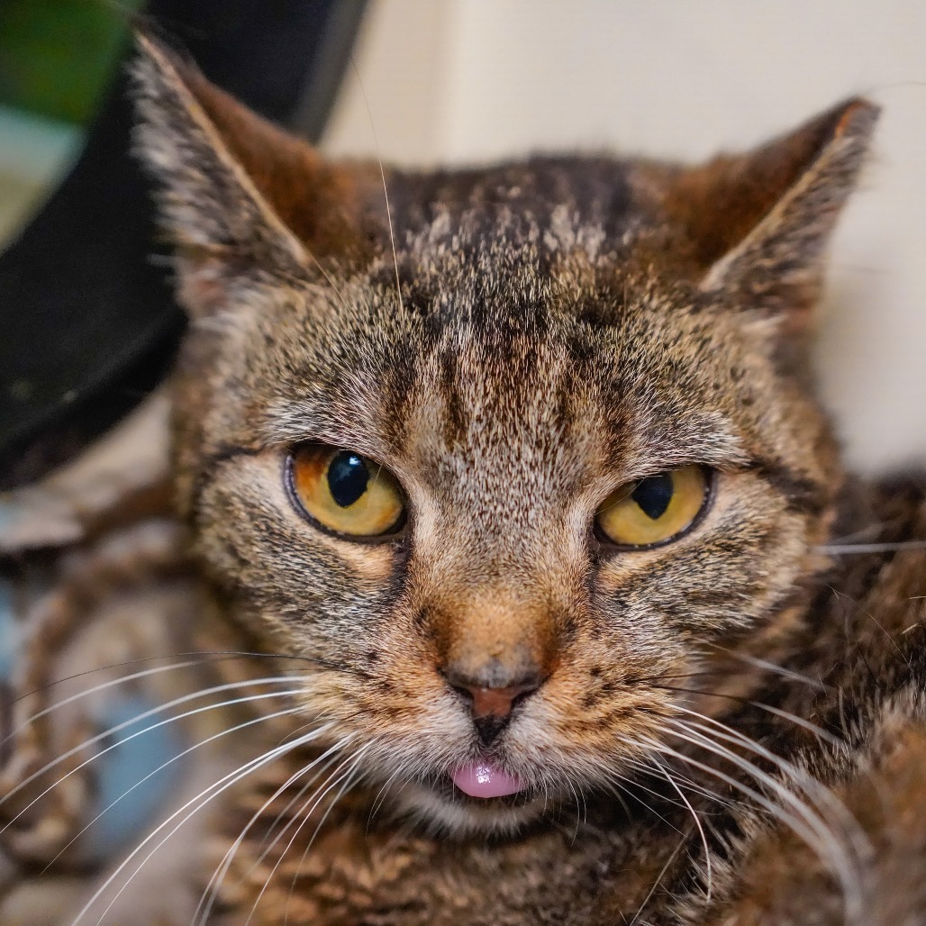 Bronx, an adoptable Domestic Short Hair in Thomaston, ME, 04861 | Photo Image 1