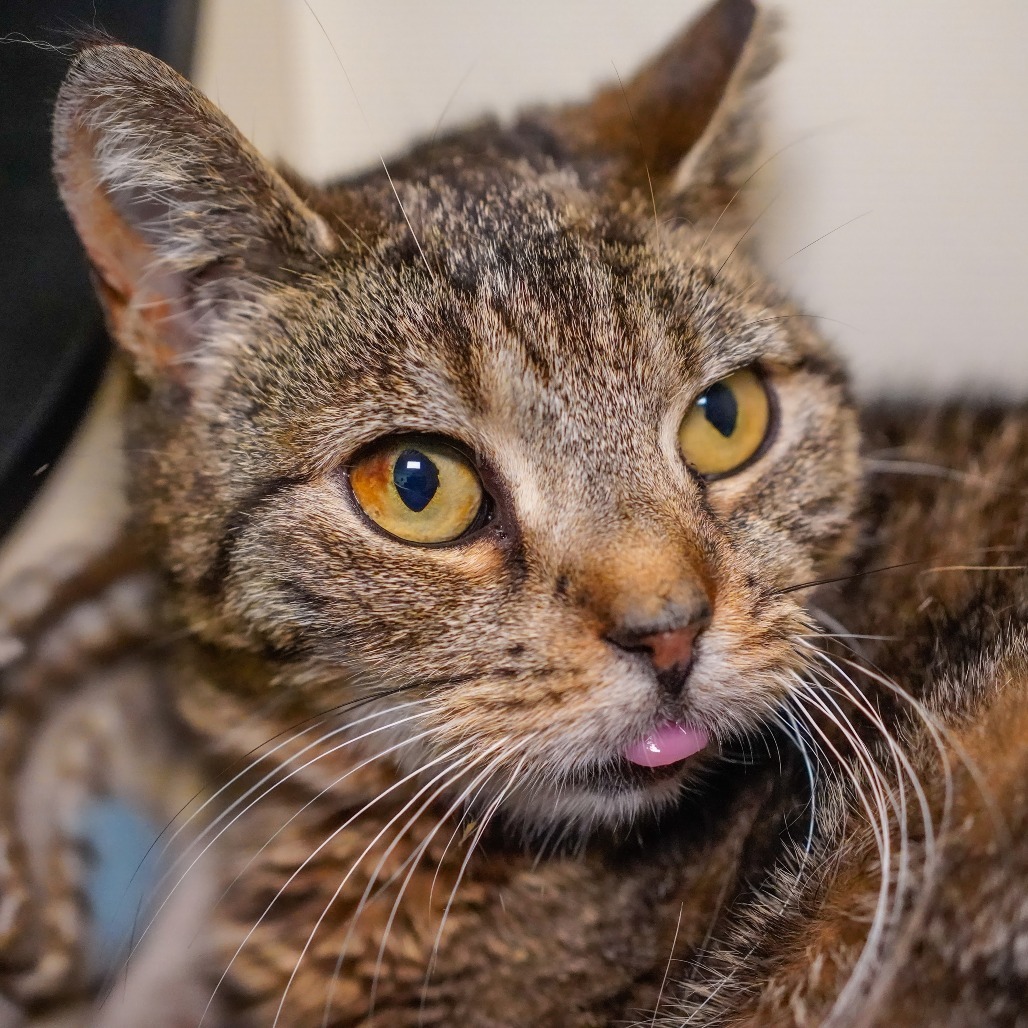 Bronx, an adoptable Domestic Short Hair in Thomaston, ME, 04861 | Photo Image 2