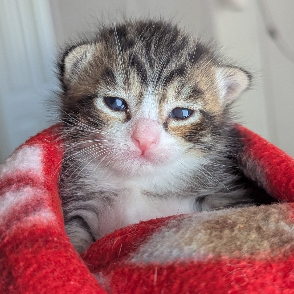 Livingston (5), an adoptable Domestic Short Hair in Meridian, ID, 83680 | Photo Image 3