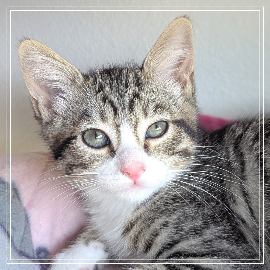 Livingston (5), an adoptable Domestic Short Hair in Meridian, ID, 83680 | Photo Image 5
