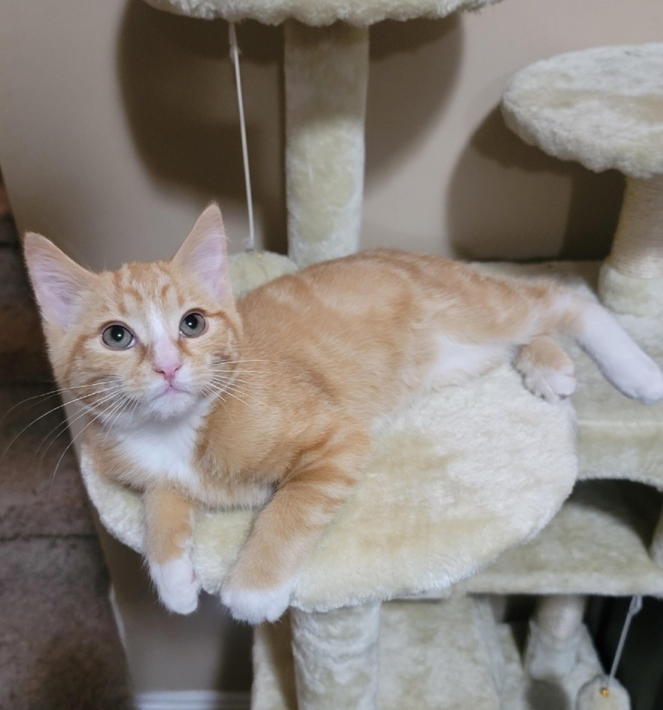 Leo