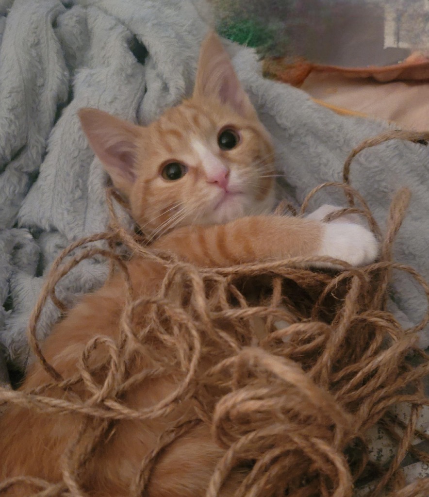 Leo