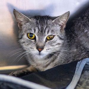 Alma, Adult Female Domestic Short Hair