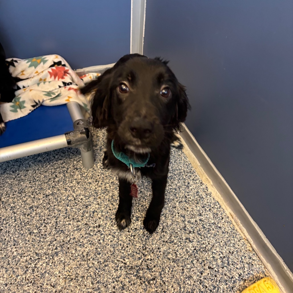 Paint, an adoptable Border Collie, Mixed Breed in Great Falls, MT, 59404 | Photo Image 1