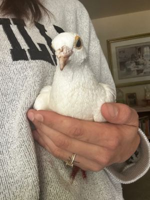 Hi My name is Maddy and Im a rock star I am a homing pigeon and a lucky survivor and