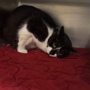Oreo, Adult Female unknown