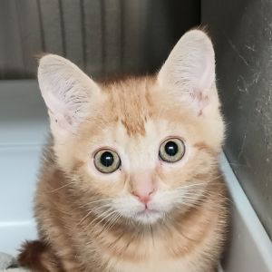 Nemesis, Baby Female Domestic Short Hair
