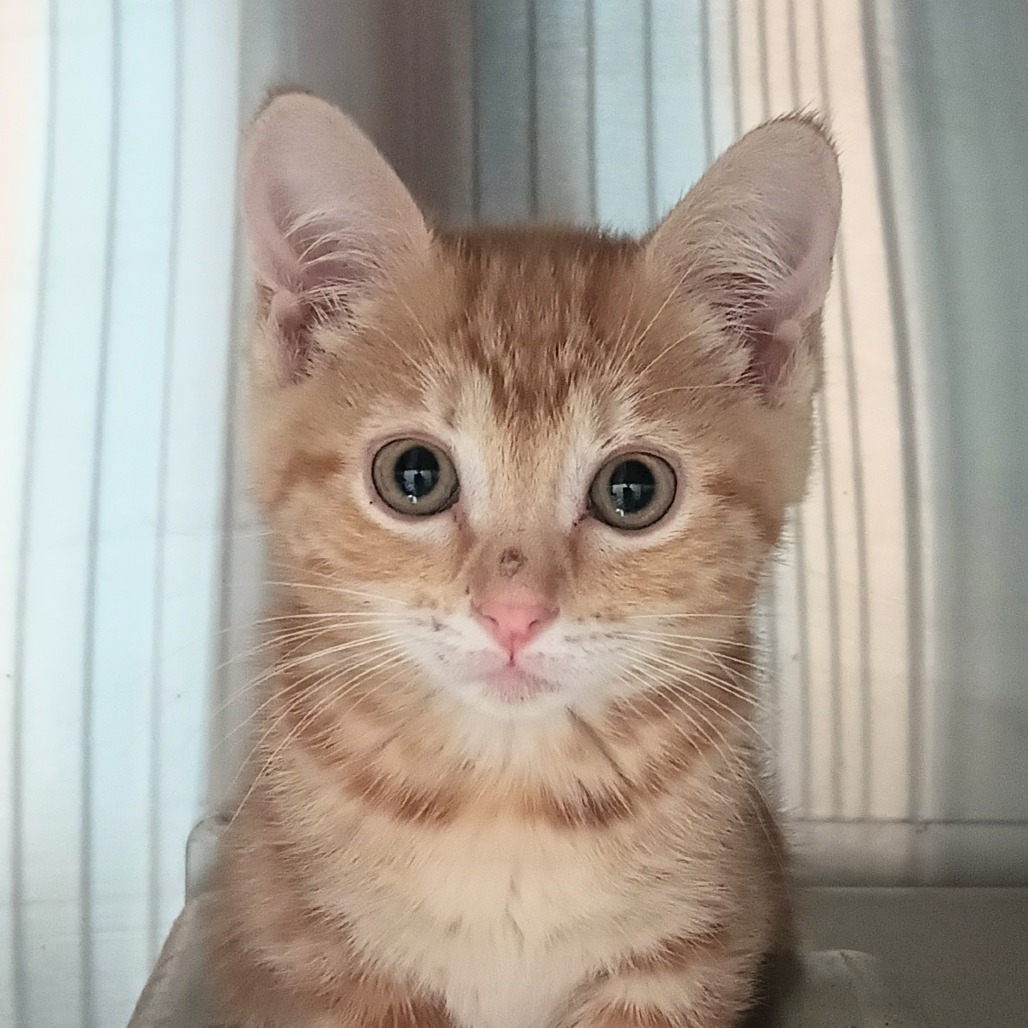 Oizys, an adoptable Domestic Short Hair in Reno, NV, 89502 | Photo Image 1