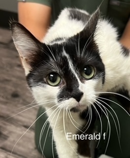 Emerald, an adoptable Domestic Short Hair in Bend, OR, 97701 | Photo Image 1