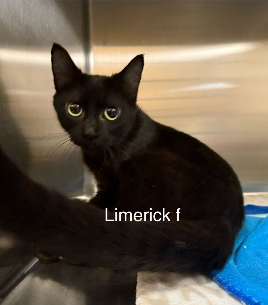 Limerick, an adoptable Domestic Short Hair in Bend, OR, 97701 | Photo Image 1