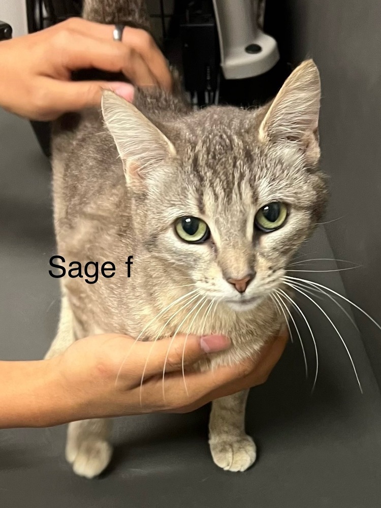 Sage, an adoptable Domestic Short Hair in Bend, OR, 97701 | Photo Image 1