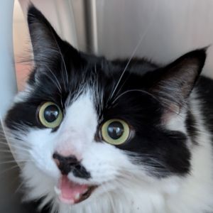 Missy is a shy sweetheart who greets people with a please dont eat me hiss and then immediately m