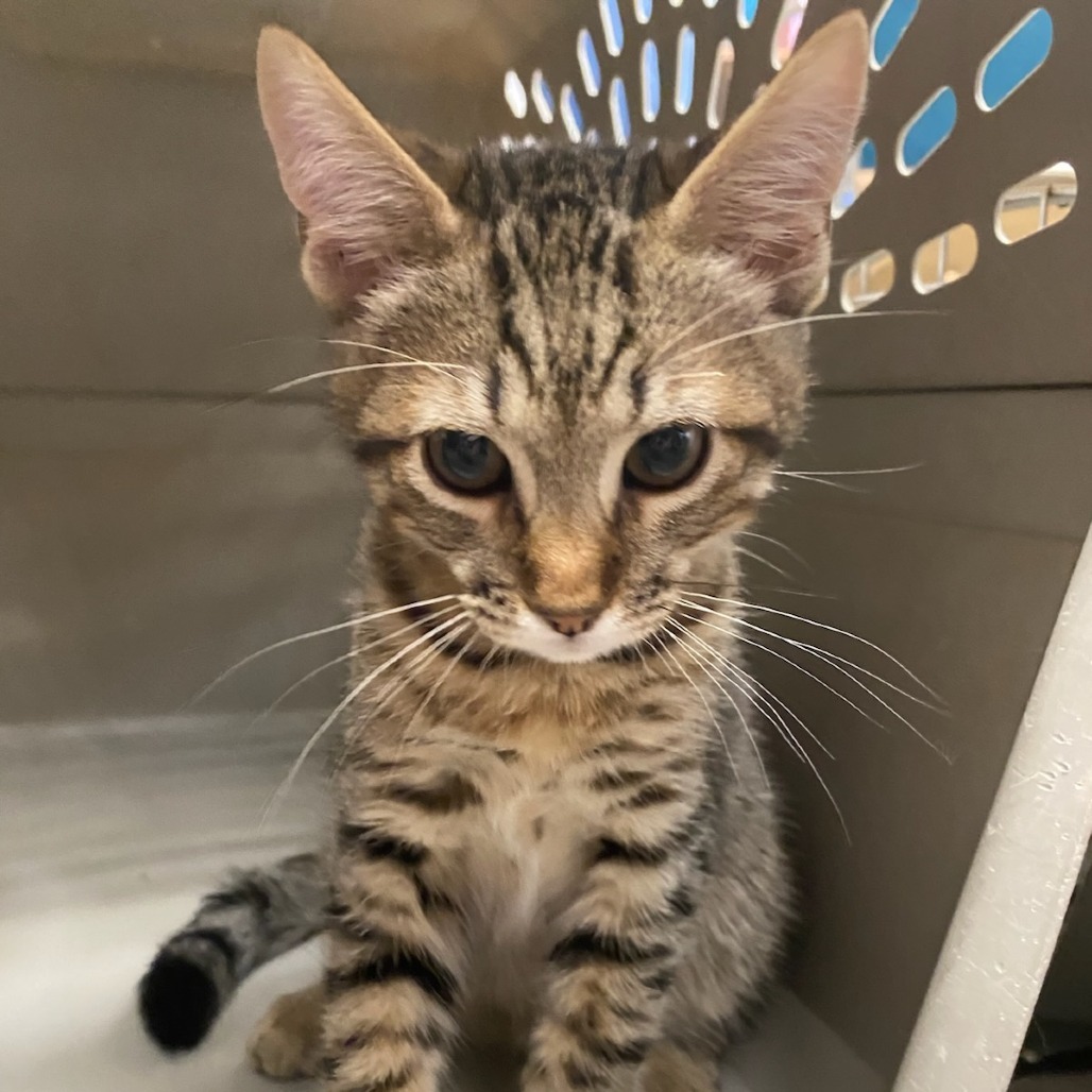 Aster, an adoptable Domestic Short Hair in Spokane, WA, 99202 | Photo Image 1