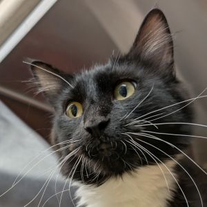 Erika Domestic Medium Hair Cat