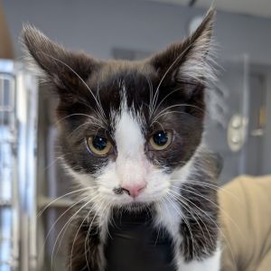 Petunia Domestic Short Hair Cat