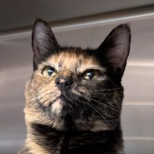 Puff Domestic Short Hair Cat