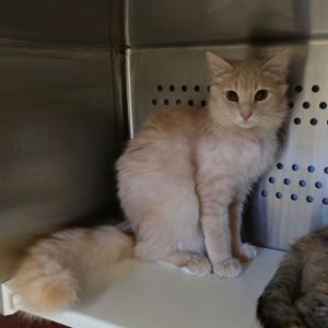 Buck Domestic Medium Hair Cat