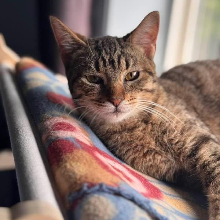 Yzma