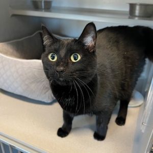 Paris, Adult Female Domestic Short Hair