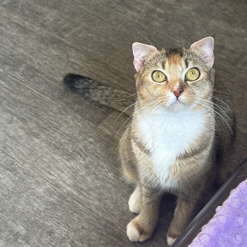 Bella