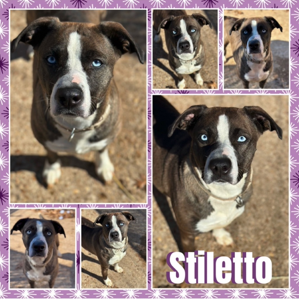 Stiletto
