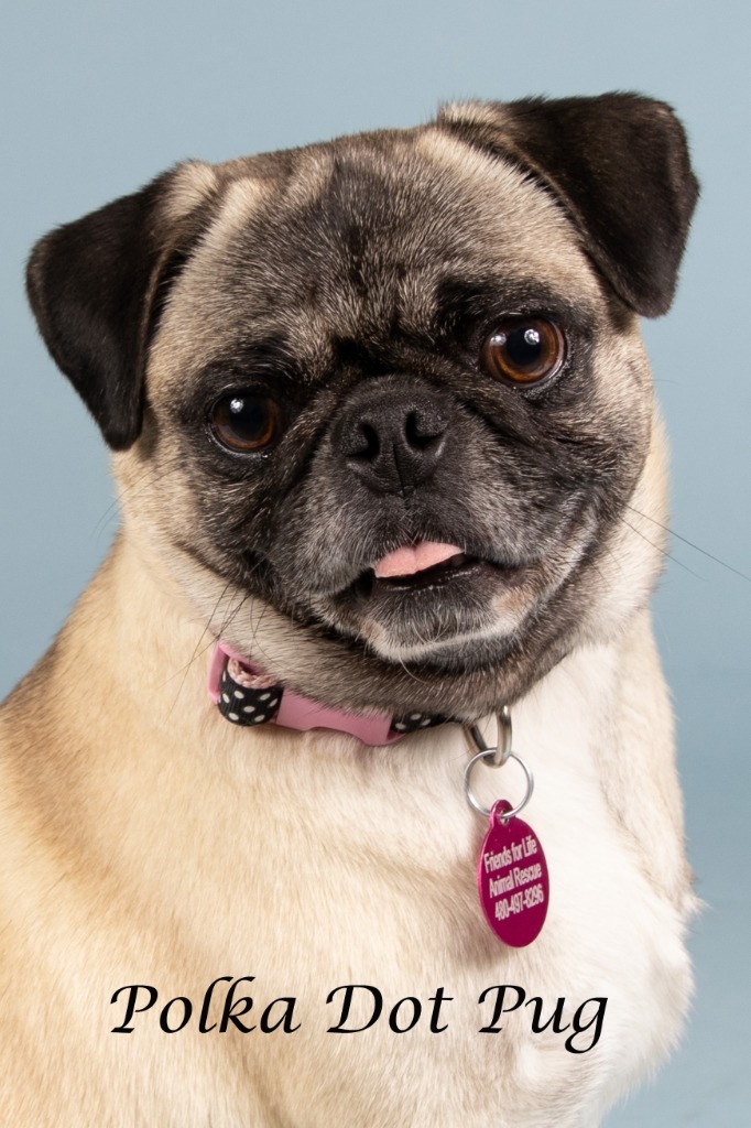 Polka Dot Pug
