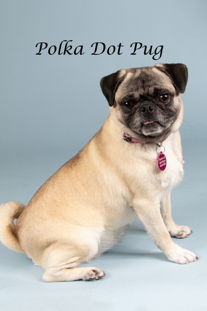 Polka Dot Pug