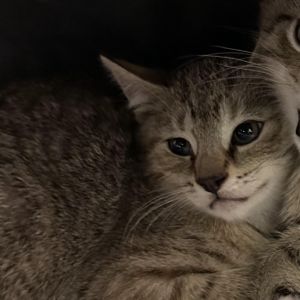 Charlotte, Baby Female Domestic Short Hair