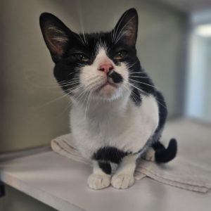 Olive, Young Female Domestic Short Hair