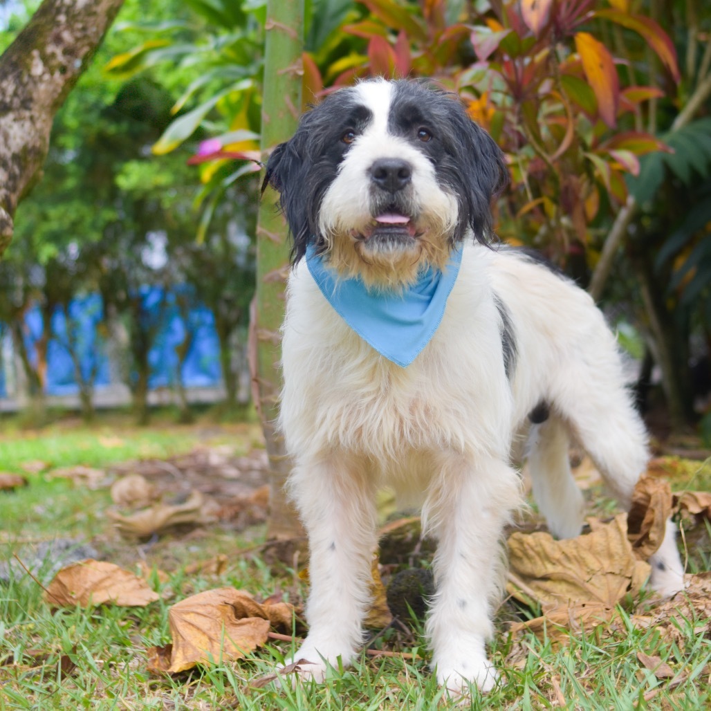Eeyore, an adoptable Mixed Breed in Kailua Kona, HI, 96740 | Photo Image 1