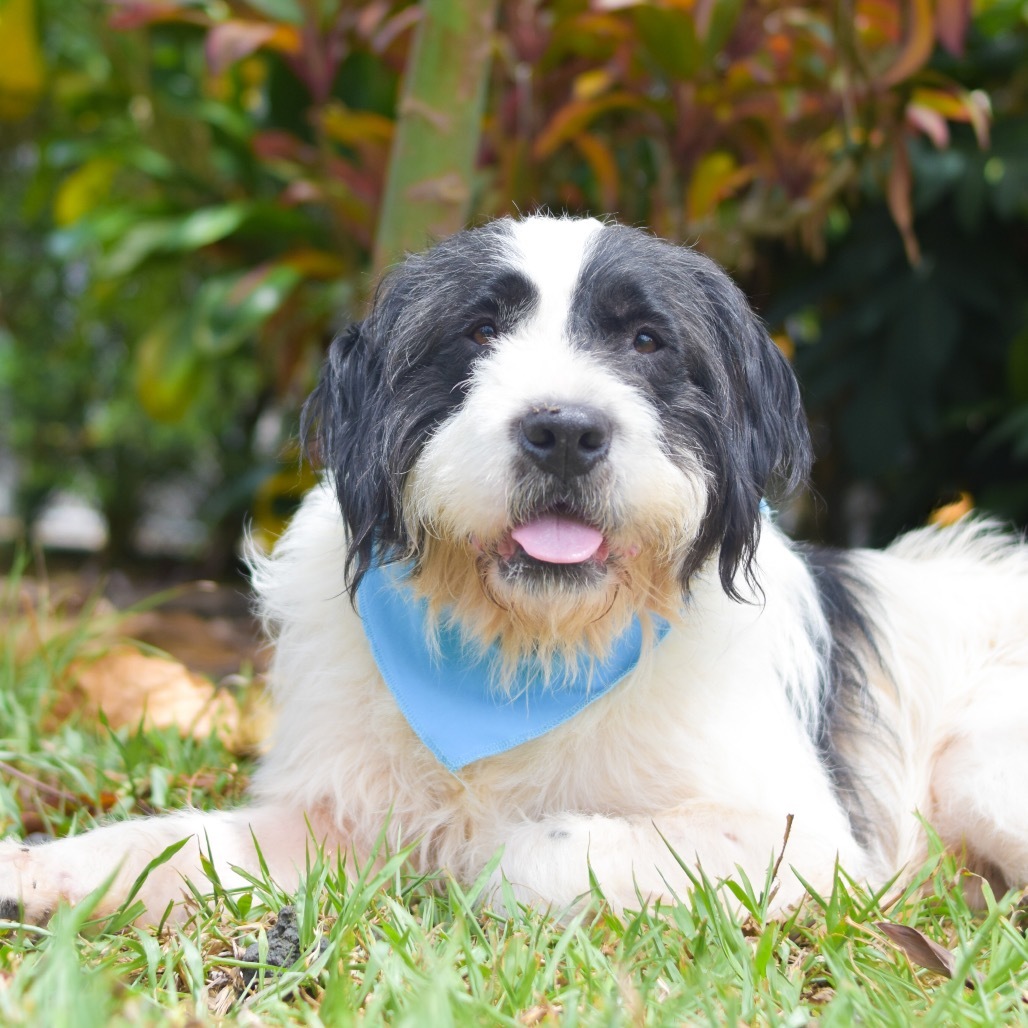 Eeyore, an adoptable Mixed Breed in Kailua Kona, HI, 96740 | Photo Image 2