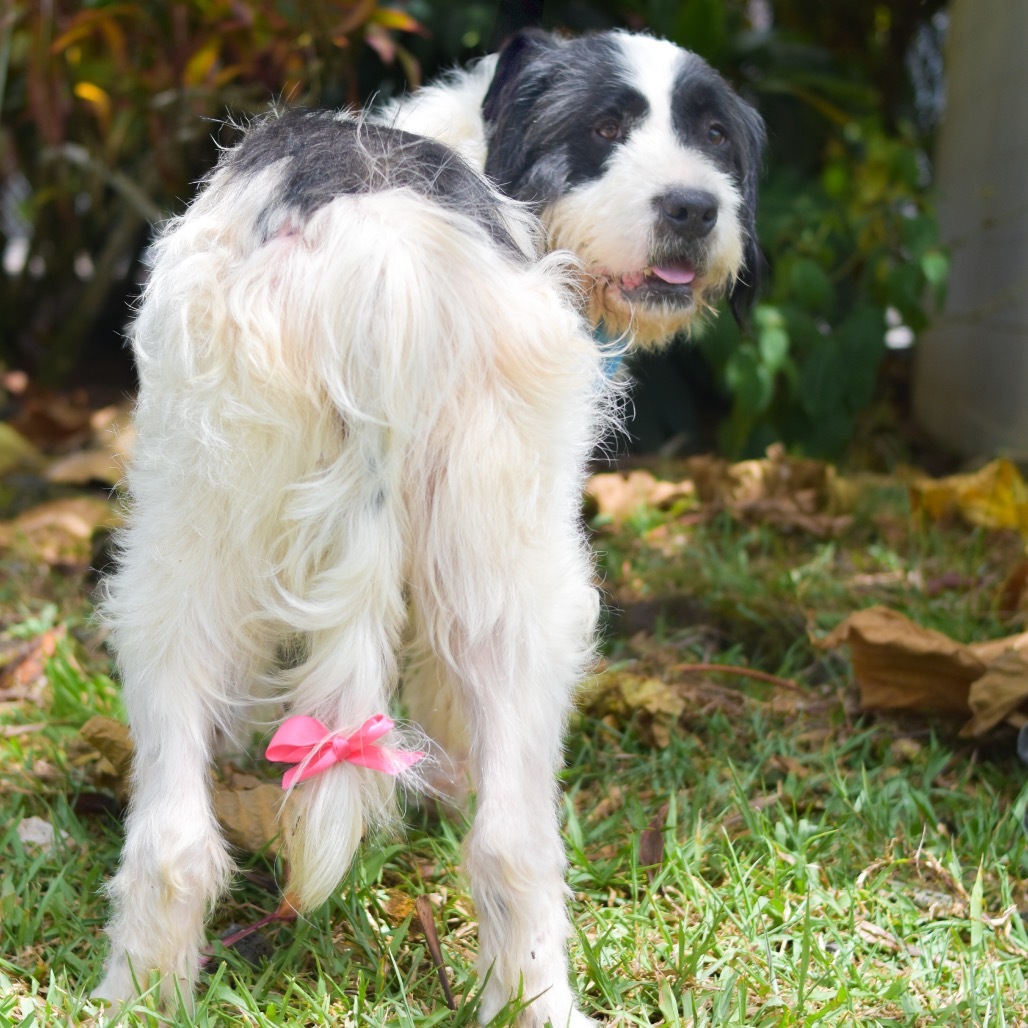 Eeyore, an adoptable Mixed Breed in Kailua Kona, HI, 96740 | Photo Image 3