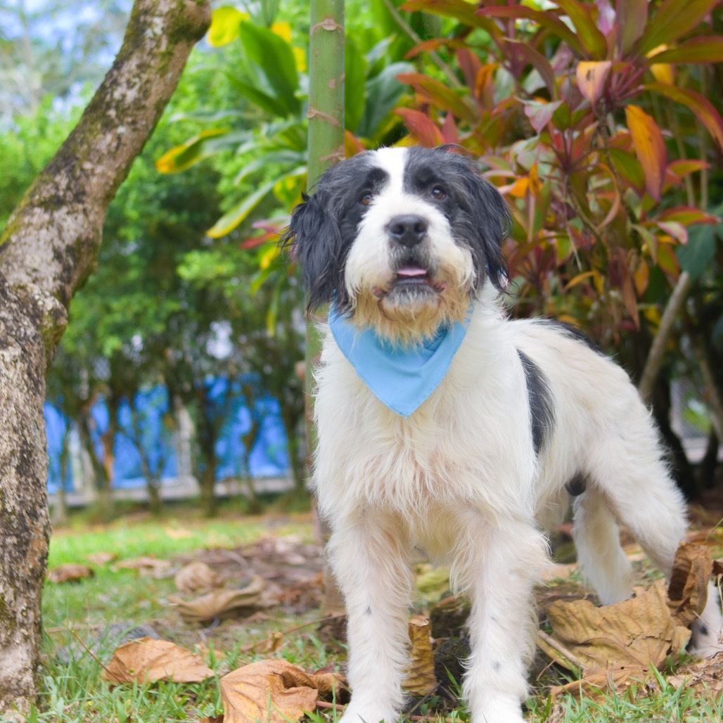 Eeyore, an adoptable Mixed Breed in Kailua Kona, HI, 96740 | Photo Image 4