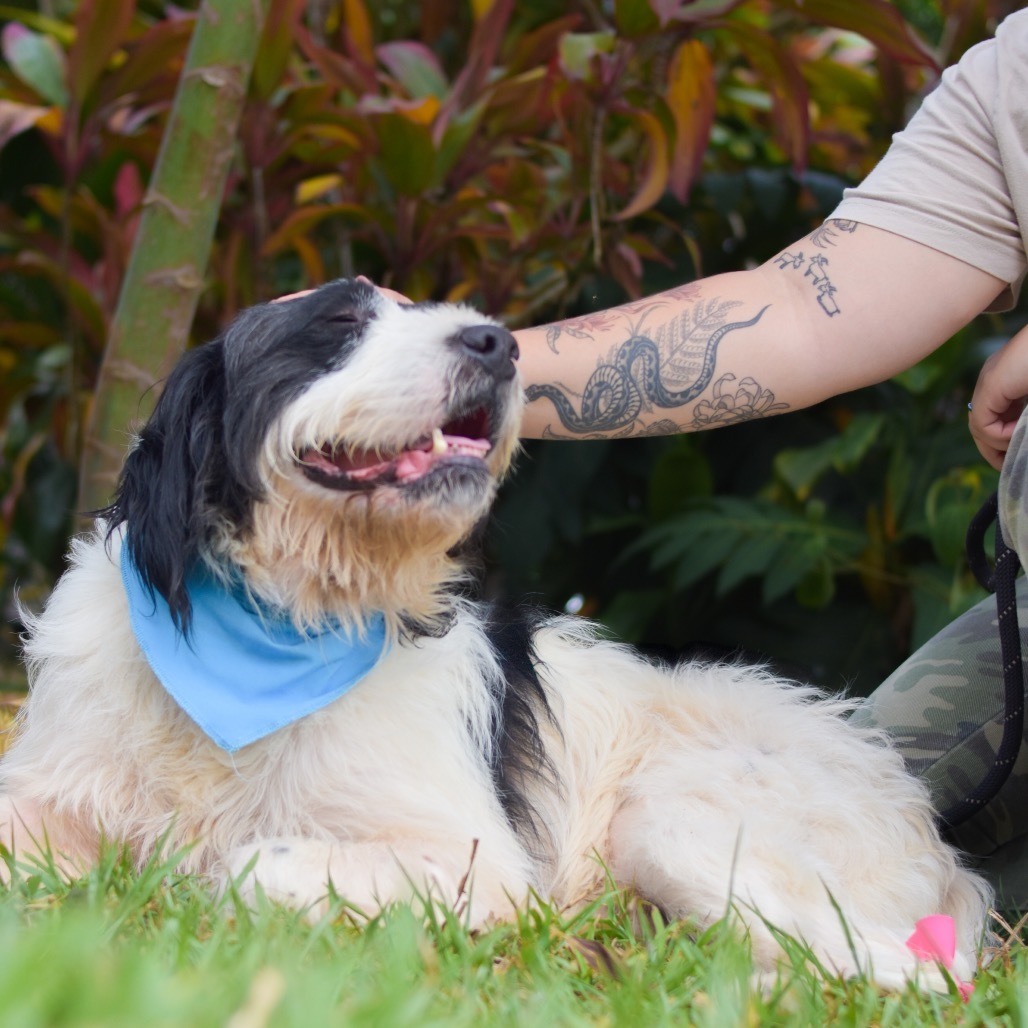Eeyore, an adoptable Mixed Breed in Kailua Kona, HI, 96740 | Photo Image 5