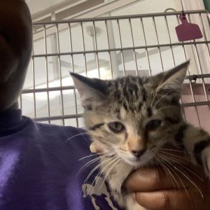 Diamond, Baby Female Domestic Short Hair