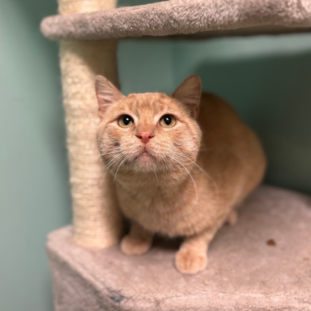 Orion***ADOPTION PENDING***, an adoptable Domestic Short Hair in Fargo, ND, 58102 | Photo Image 1