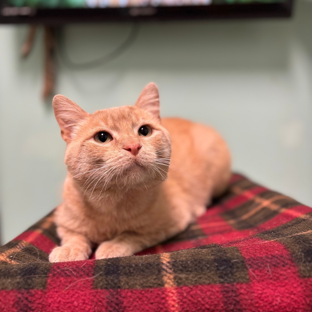 Orion***ADOPTION PENDING***, an adoptable Domestic Short Hair in Fargo, ND, 58102 | Photo Image 2