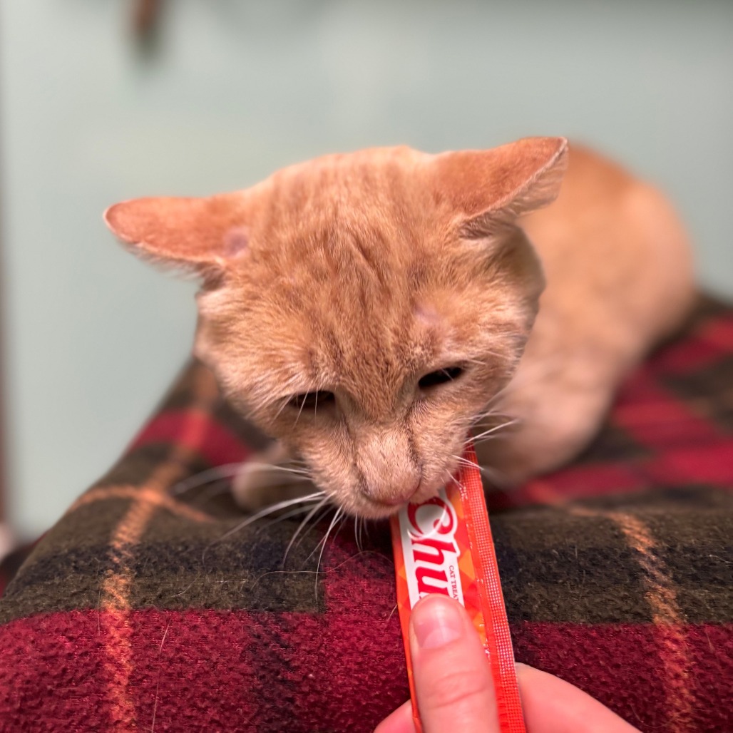 Orion***ADOPTION PENDING***, an adoptable Domestic Short Hair in Fargo, ND, 58102 | Photo Image 3
