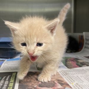 Walsh, Baby Male Domestic Medium Hair