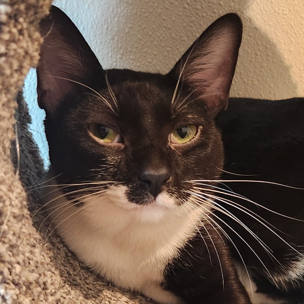 Zoro