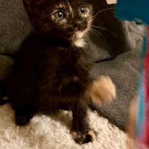Tippy, Baby Female Domestic Short Hair