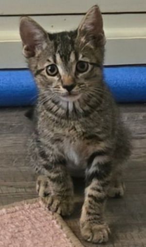 Cinder, Baby Male Domestic Short Hair