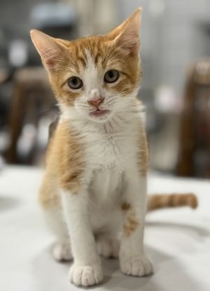 Captain America, Baby Male Domestic Short Hair