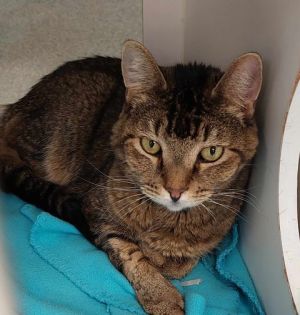 Stripe, Adult Male Domestic Short Hair