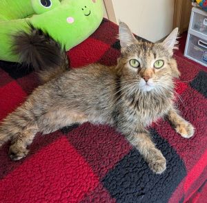 C282 Litter Savannah, mom, Young Female Domestic Long Hair