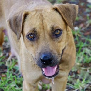 Hi my name is Honey Im a sweet quiet girl I came to PAWS4you with my babies who were only